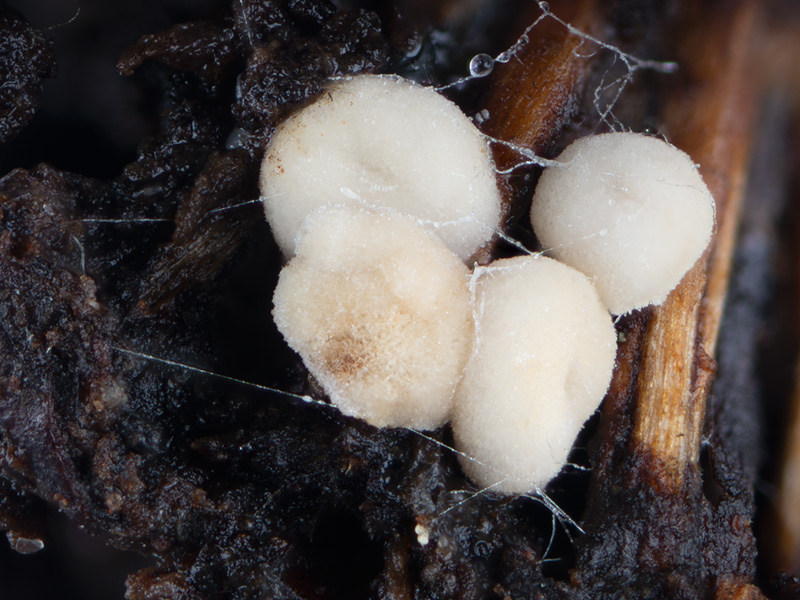 Pezizella alniella Pezizella alniella